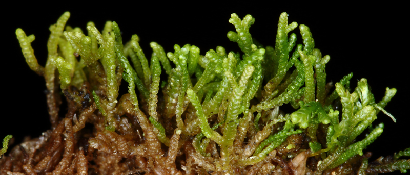 Lepidozia reptans